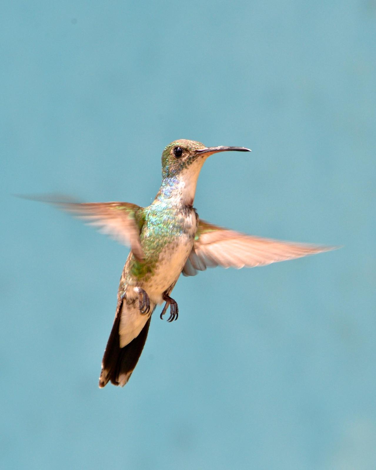 Sapphire-throated Hummingbird Photo by Gerald Friesen