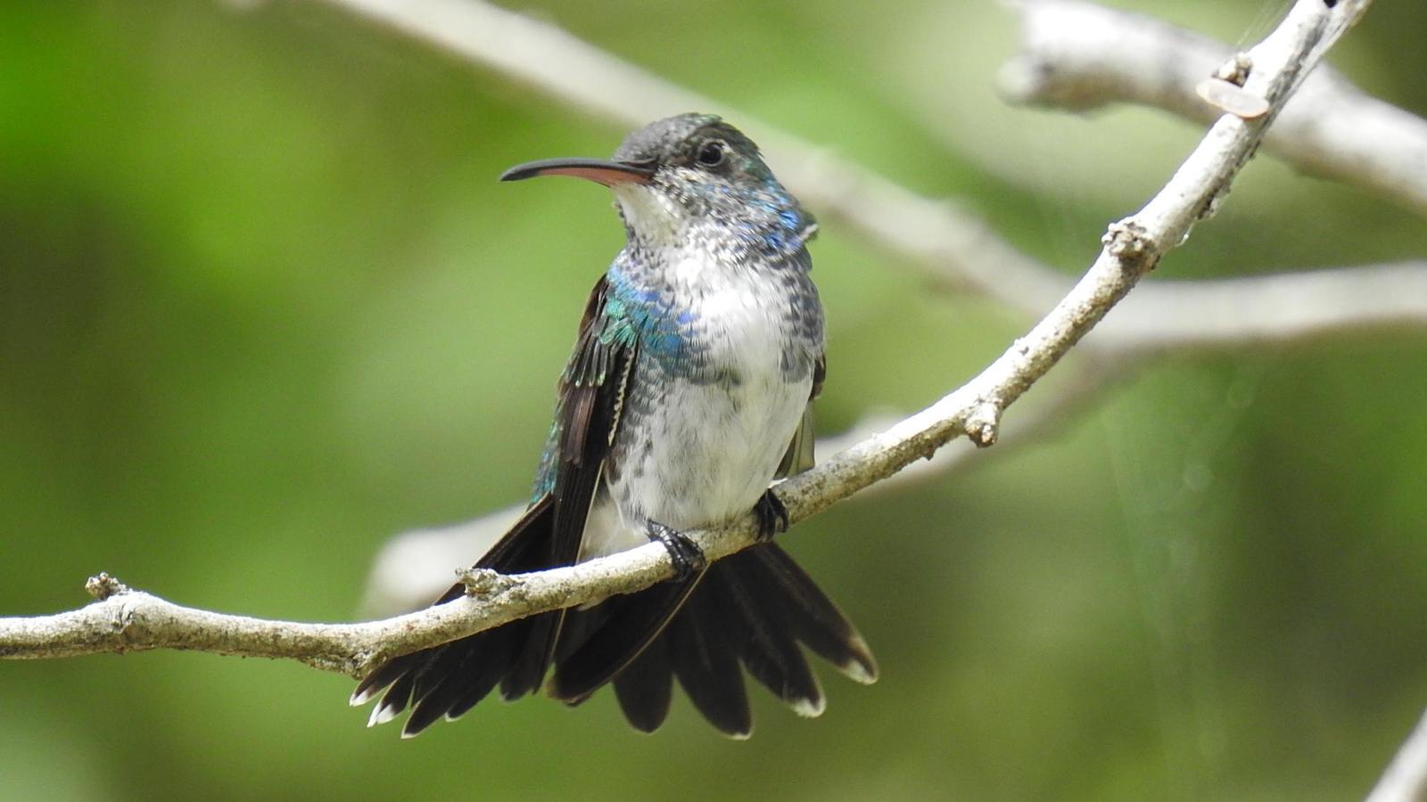 Sapphire-throated Hummingbird Photo by Julio Delgado