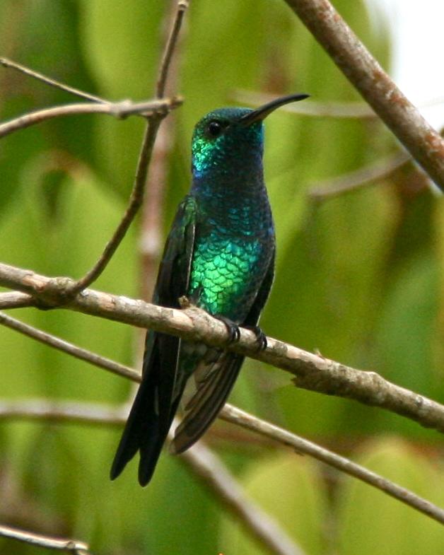 Shining-green Hummingbird Photo by Oscar Johnson