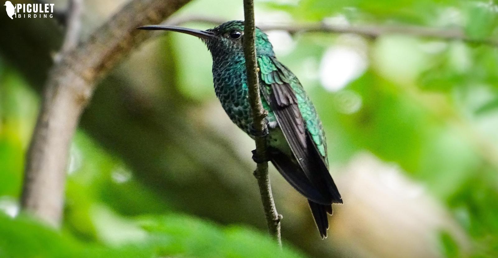 Shining-green Hummingbird Photo by Julio Delgado