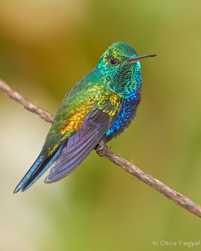 Violet-bellied Hummingbird Photo by Chris Fagyal