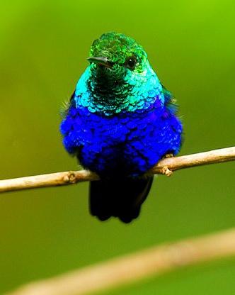 Violet-bellied Hummingbird Photo by Francesco Veronesi