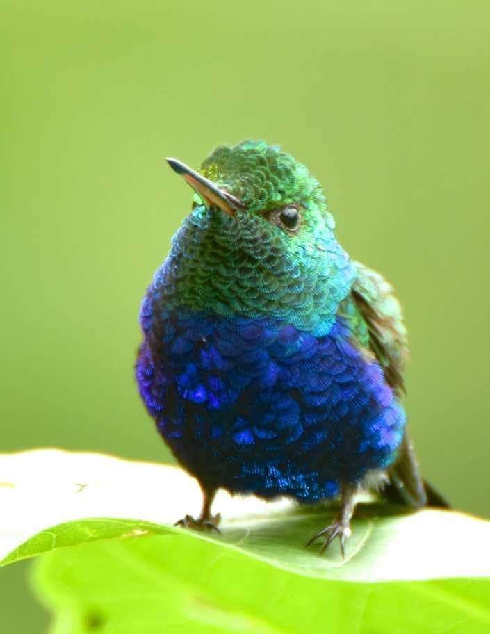 Violet-bellied Hummingbird Photo by Andrew Pittman