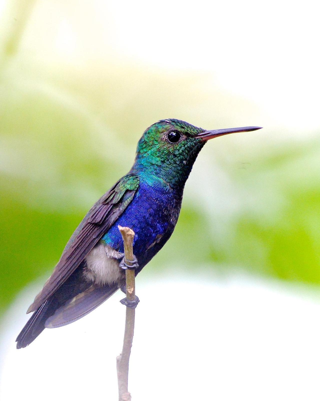 Violet-bellied Hummingbird Photo by Gerald Friesen