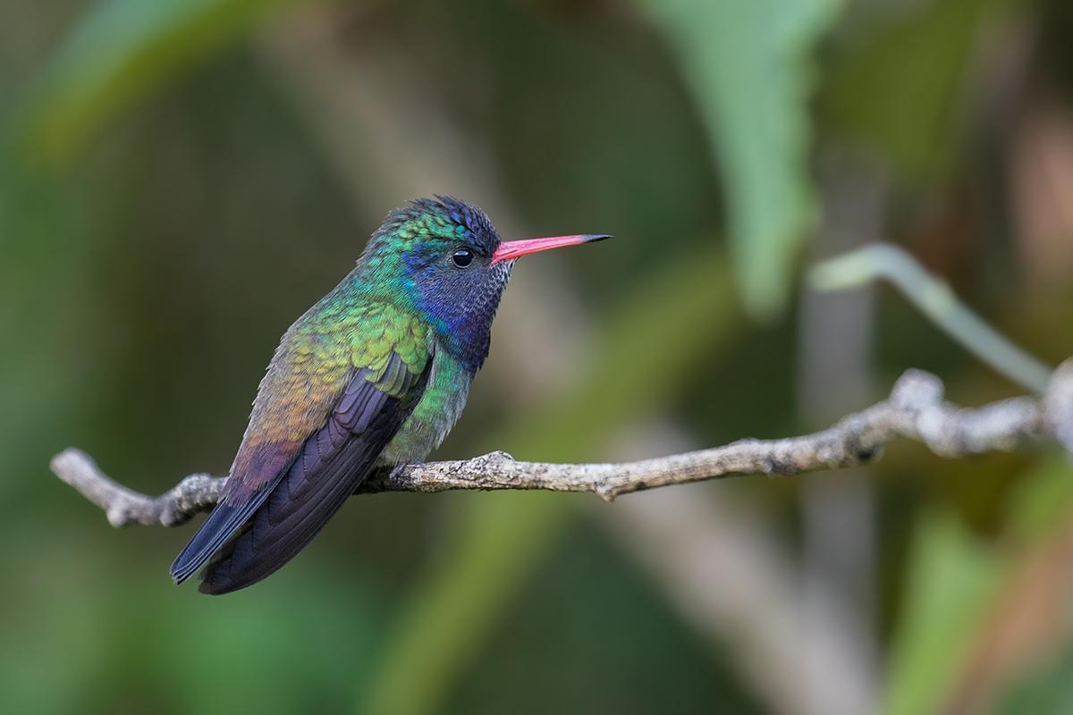 White-chinned Sapphire Photo by Alexandre Gualhanone