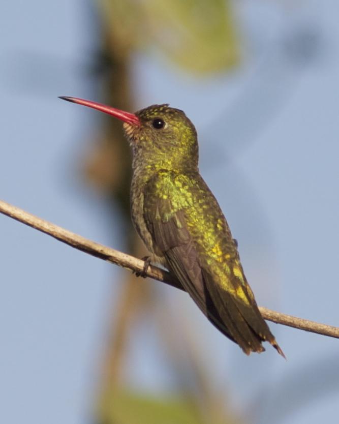 Gilded Hummingbird Photo by Marcelo Padua