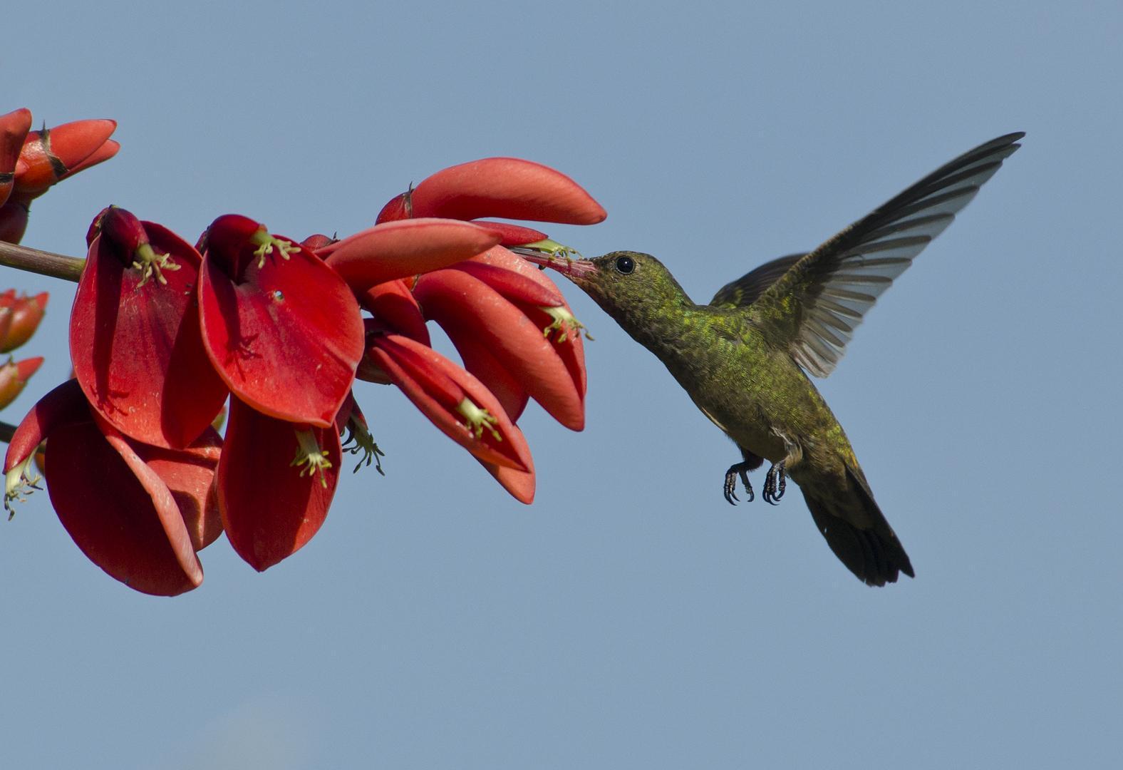 Gilded Hummingbird Photo by Cristian  Pinto