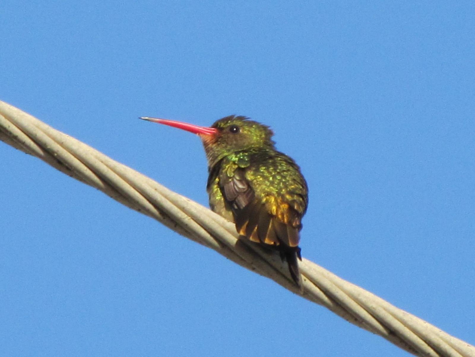 Gilded Hummingbird Photo by Jeff Harding