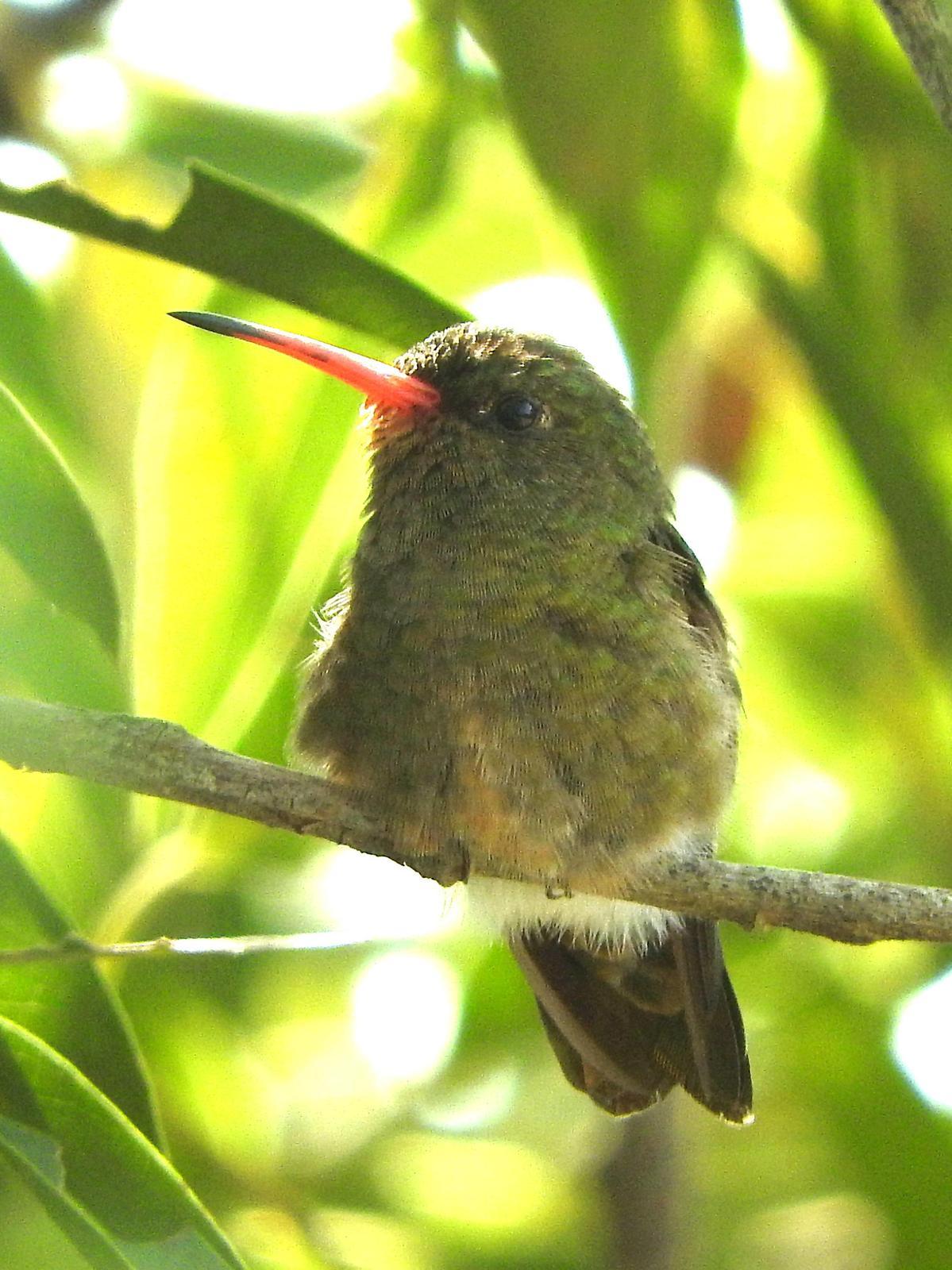 Gilded Hummingbird Photo by Todd A. Watkins