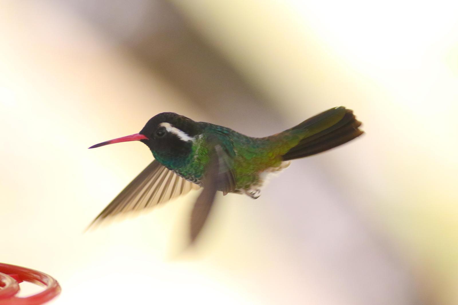 White-eared Hummingbird Photo by Tom Ford-Hutchinson