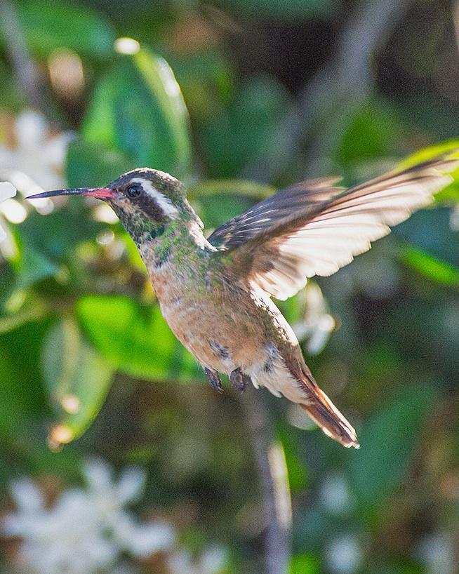 Xantus's Hummingbird Photo by Pete Myers