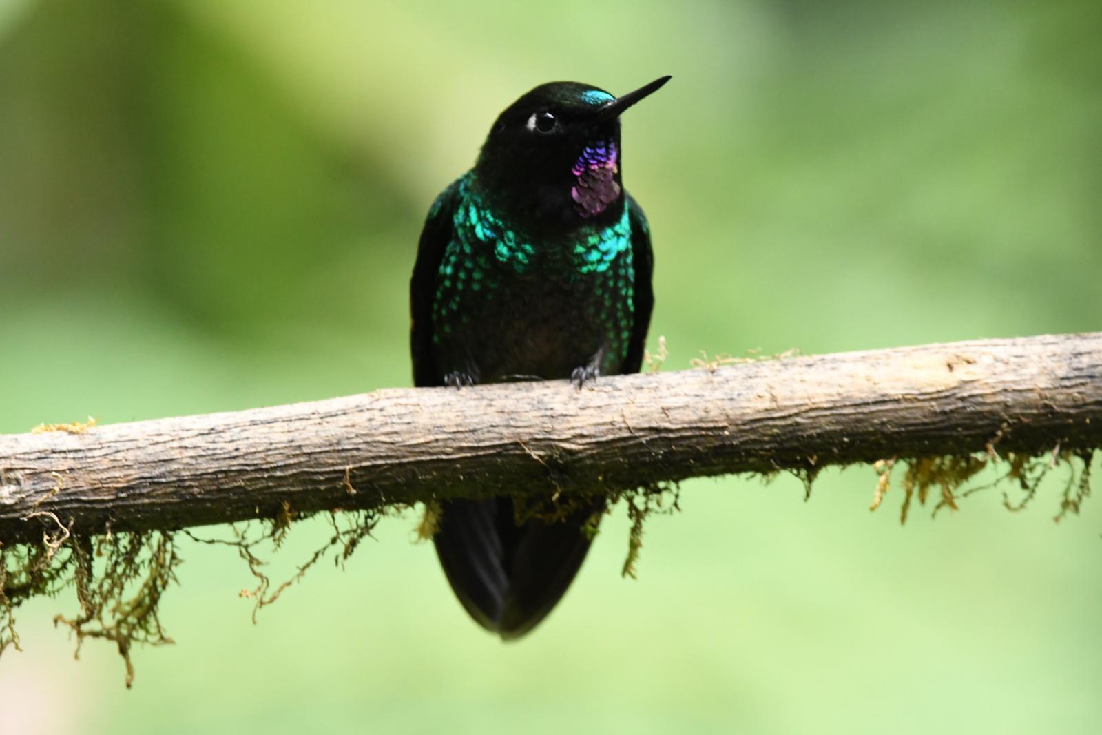 hummingbird sp. Photo by James Starr