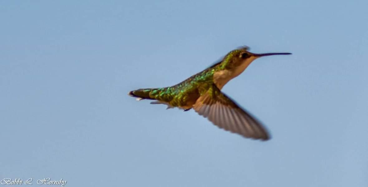 hummingbird sp. Photo by Bobbi Hornsby