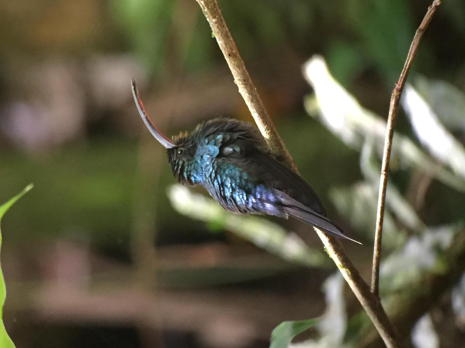 hummingbird sp. Photo by Carol  Be k