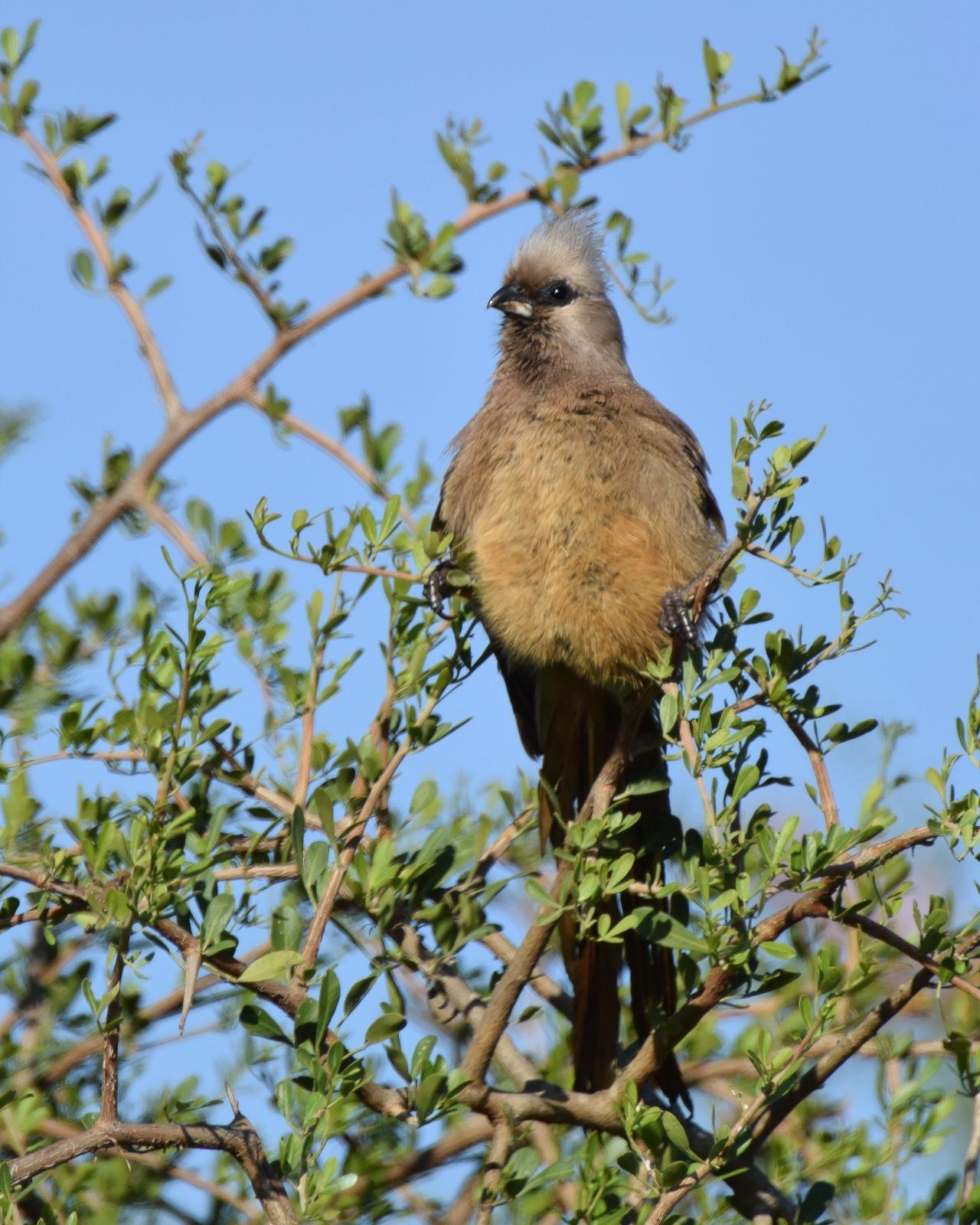 Speckled Mousebird Photo by Steve Percival