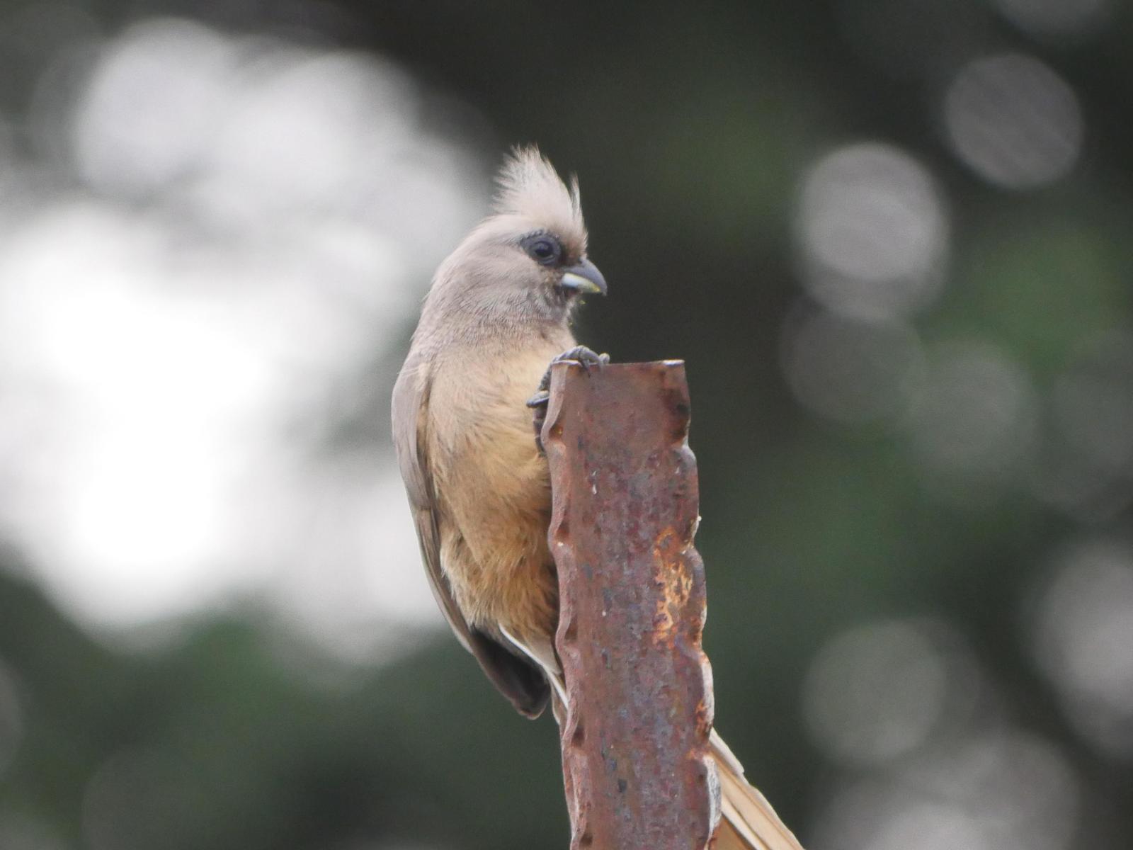 Speckled Mousebird Photo by Peter Lowe