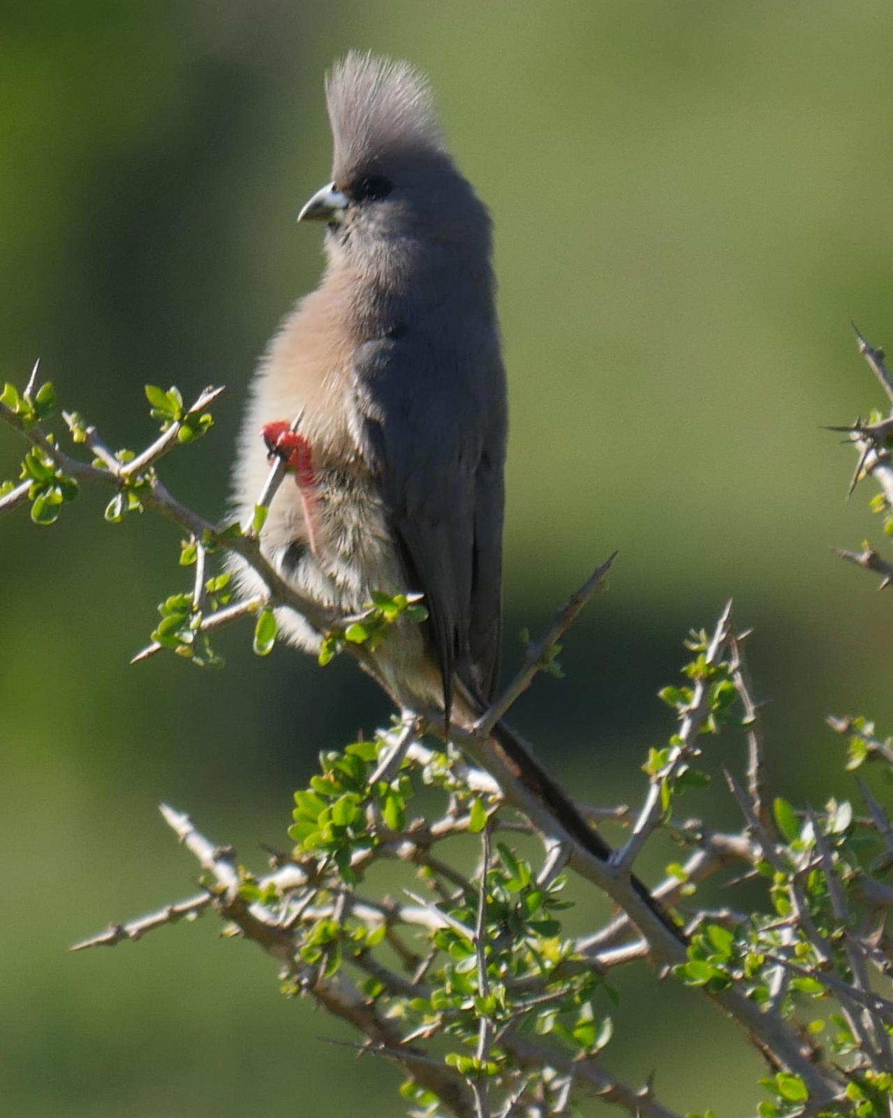 Speckled Mousebird Photo by Peter Lowe