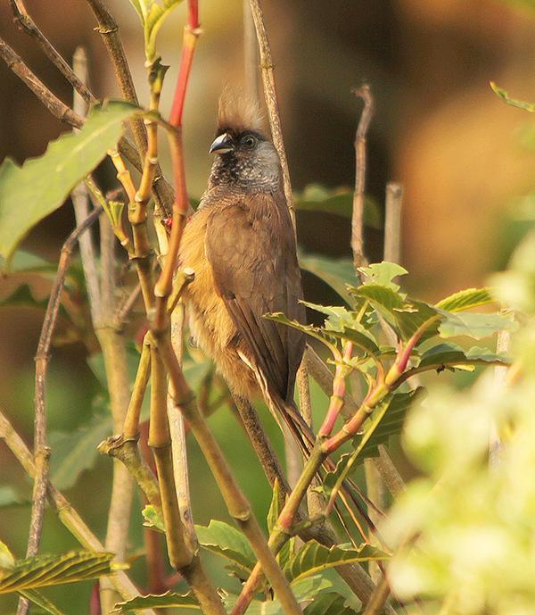 Speckled Mousebird Photo by Ian Phillips