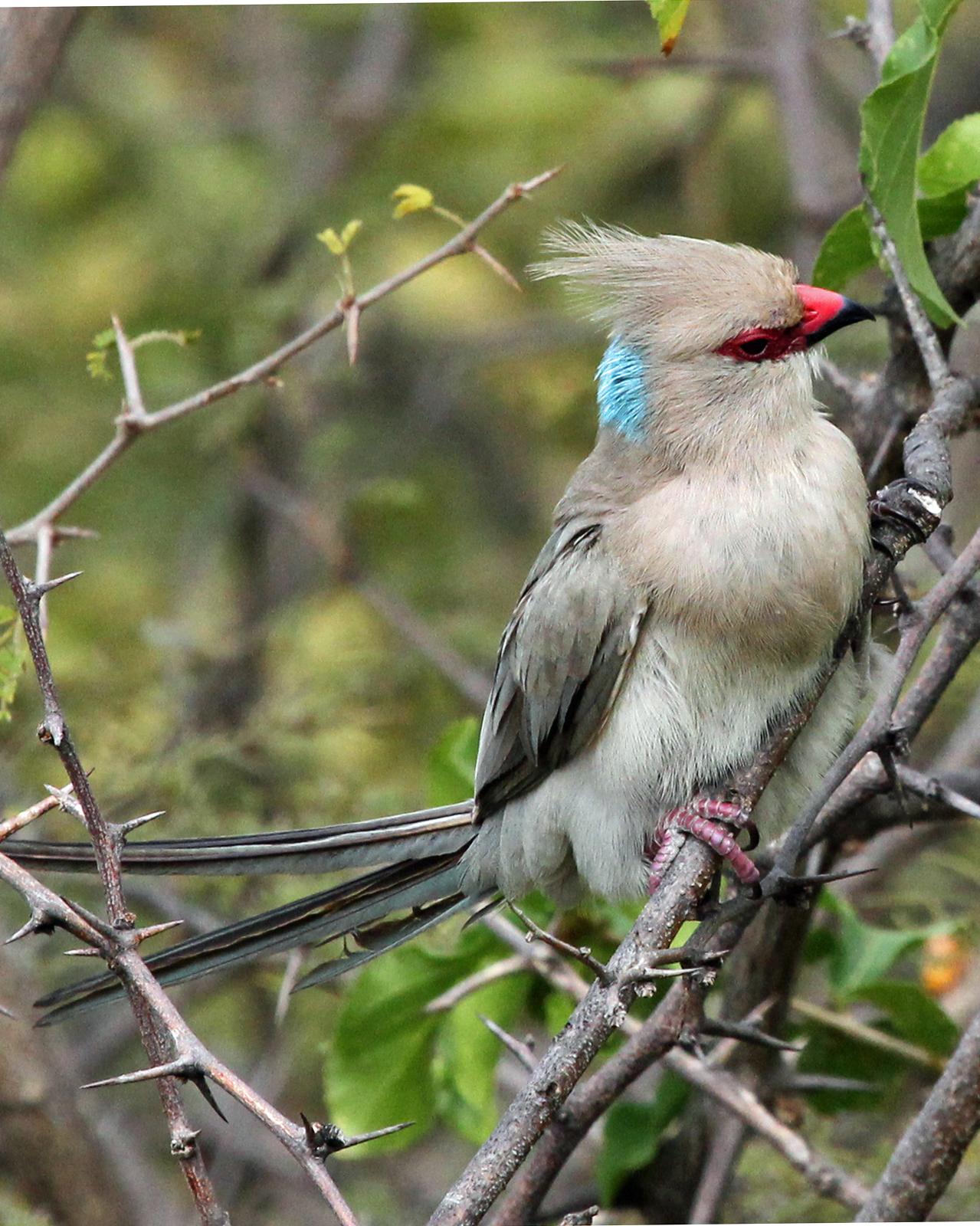 Blue-naped Mousebird Photo by Robert Polkinghorn