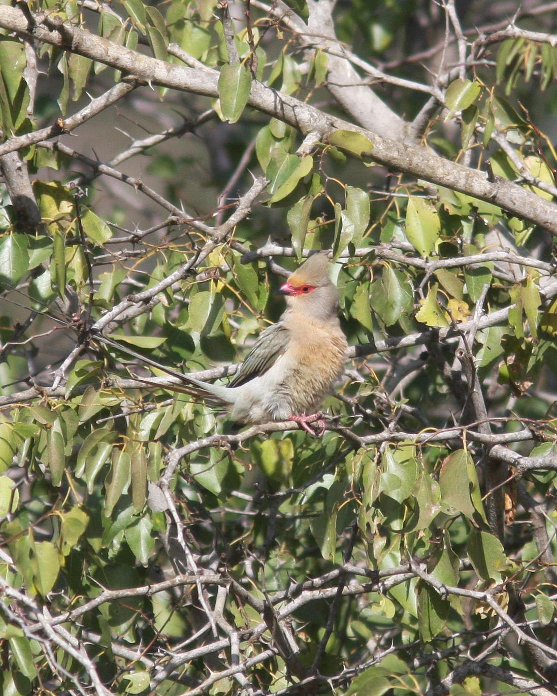 Red-faced Mousebird Photo by Henk Baptist