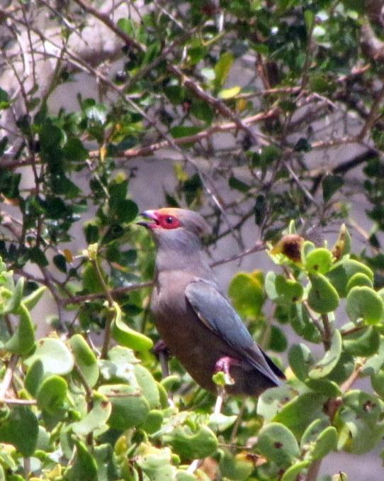 Red-faced Mousebird Photo by Richard  Lowe