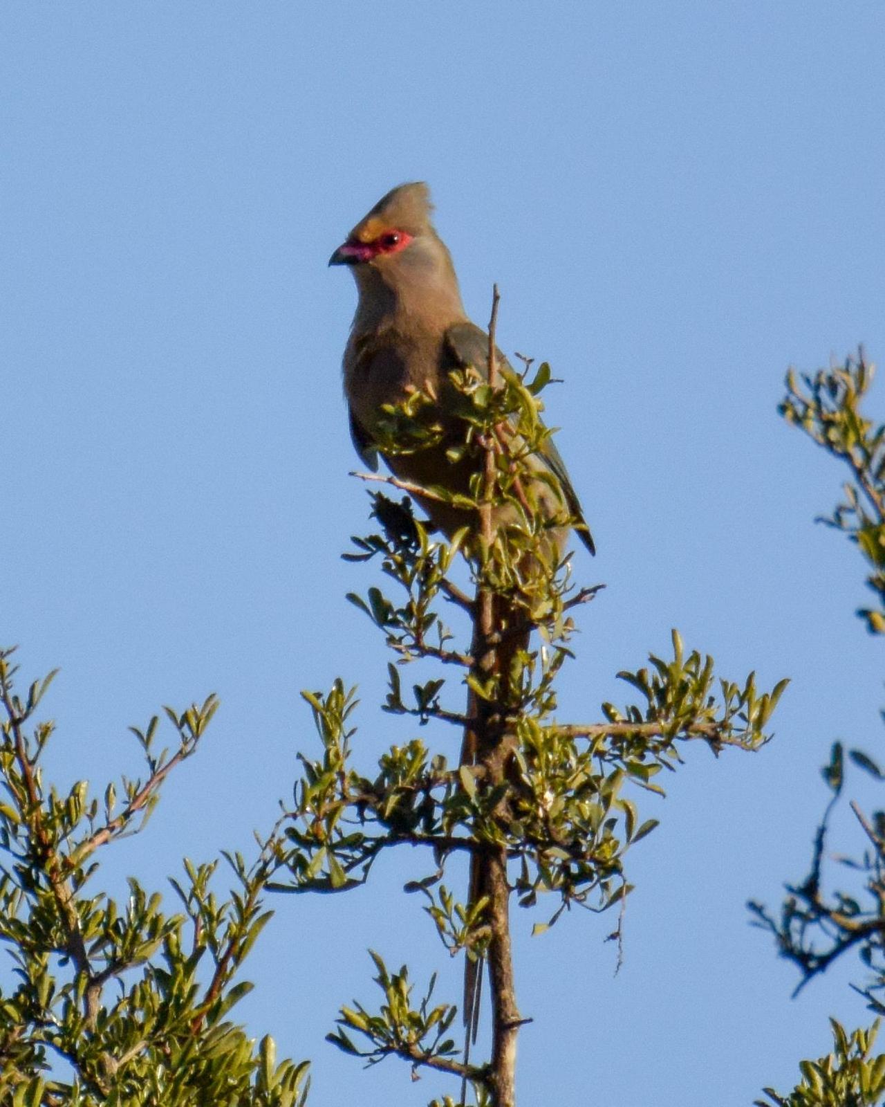Red-faced Mousebird Photo by Steve Percival
