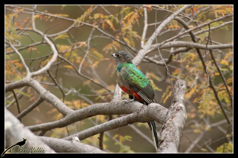 Eared Quetzal Photo by Rene Valdes