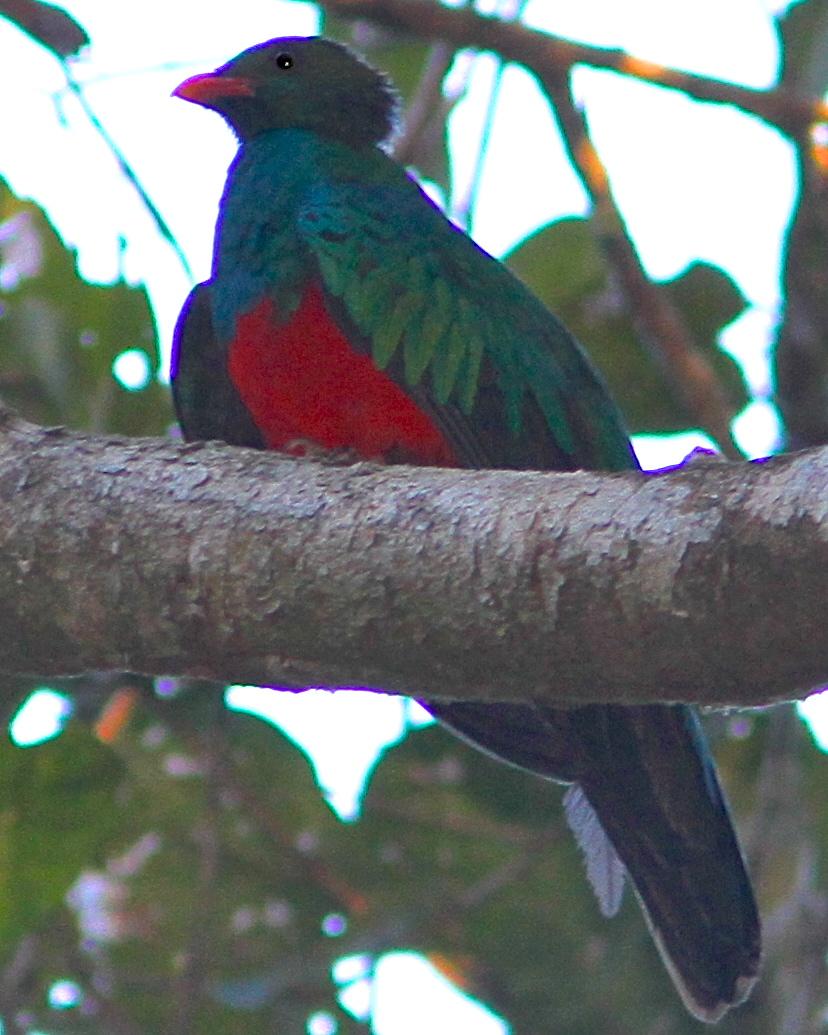 Pavonine Quetzal Photo by Marcelo Padua