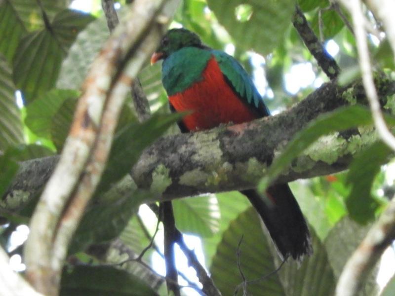 Pavonine Quetzal Photo by Jeff Harding