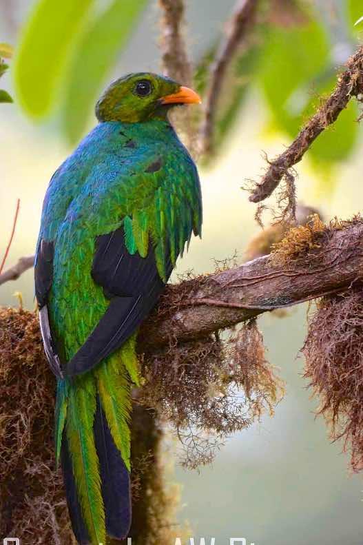 Golden-headed Quetzal Photo by Andrew Pittman