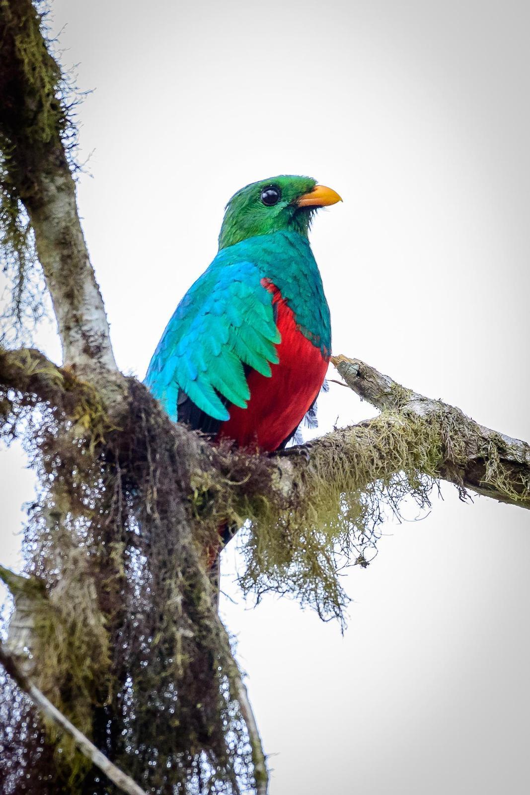 Golden-headed Quetzal Photo by pancho enriquez