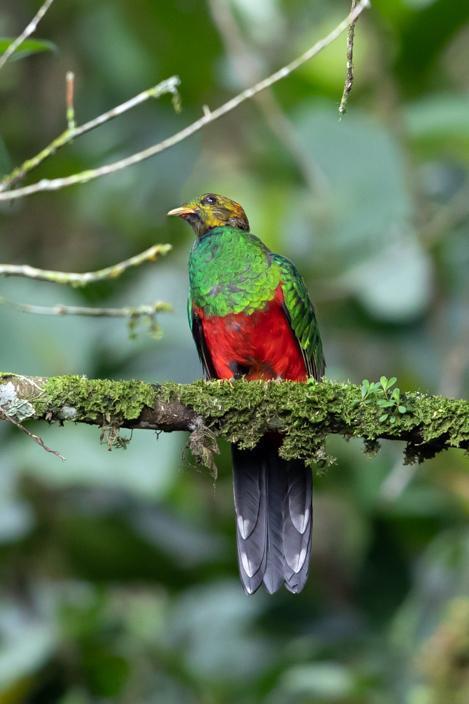 Golden-headed Quetzal Photo by Bejat McCracken