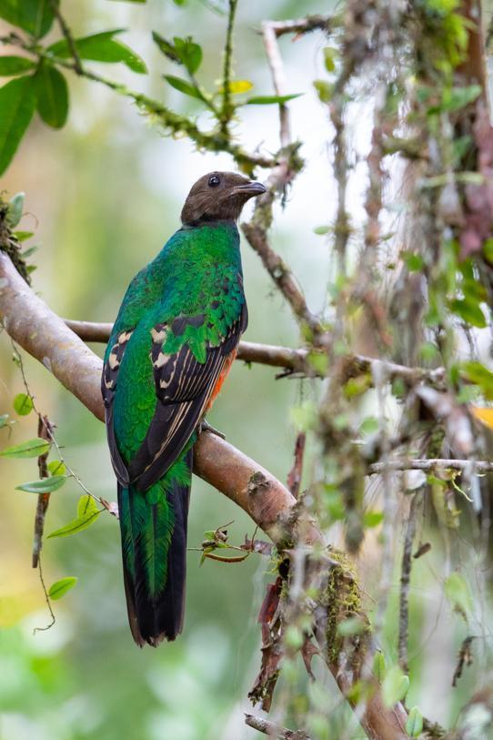 Golden-headed Quetzal Photo by Bejat McCracken