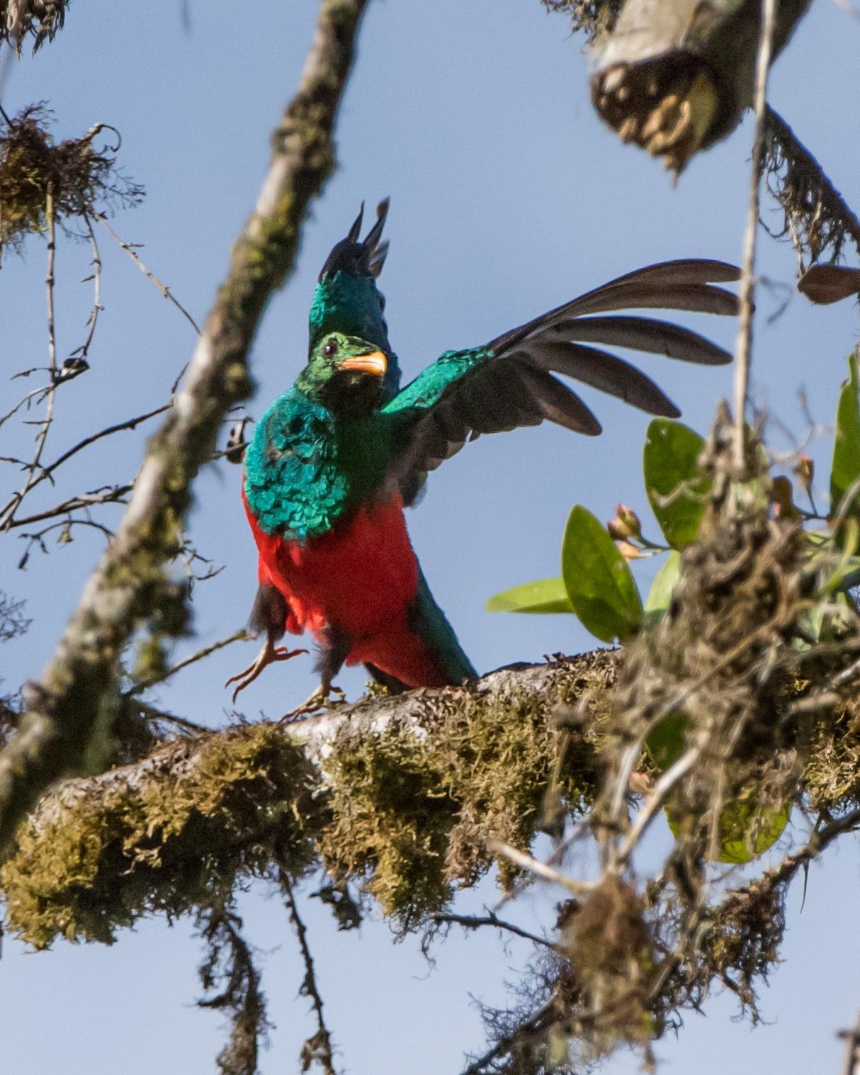Golden-headed Quetzal Photo by Harold Davis