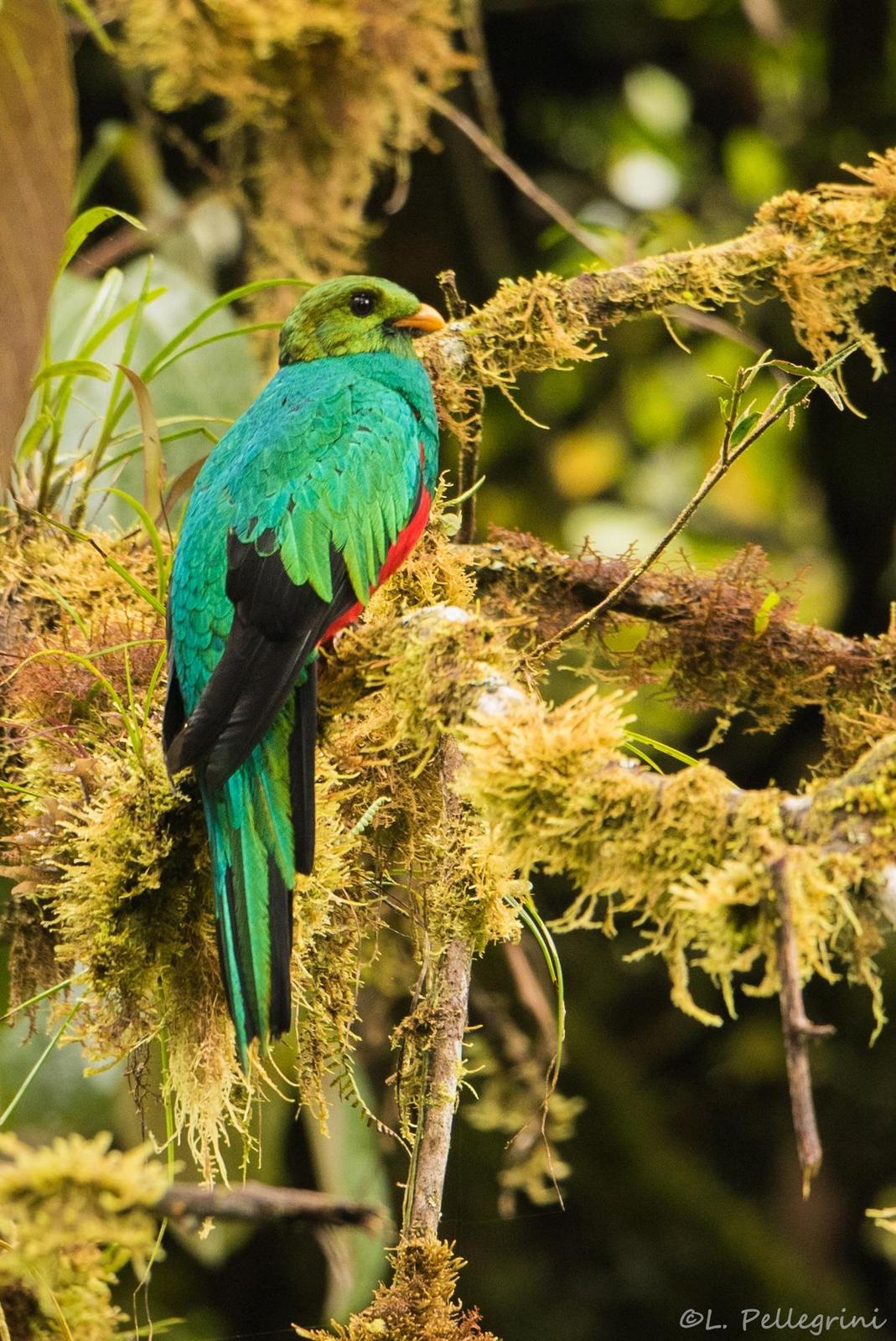 Golden-headed Quetzal Photo by Laurence Pellegrini