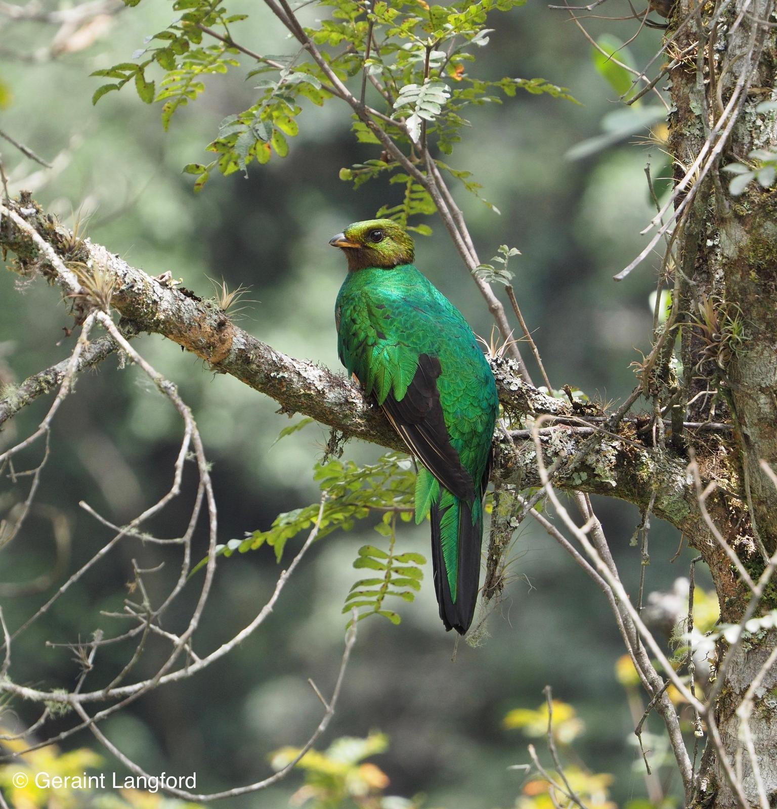 Golden-headed Quetzal Photo by Geraint Langford