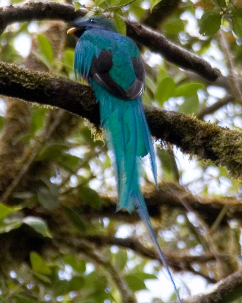 Resplendent Quetzal Photo by Matthew P. Alexander