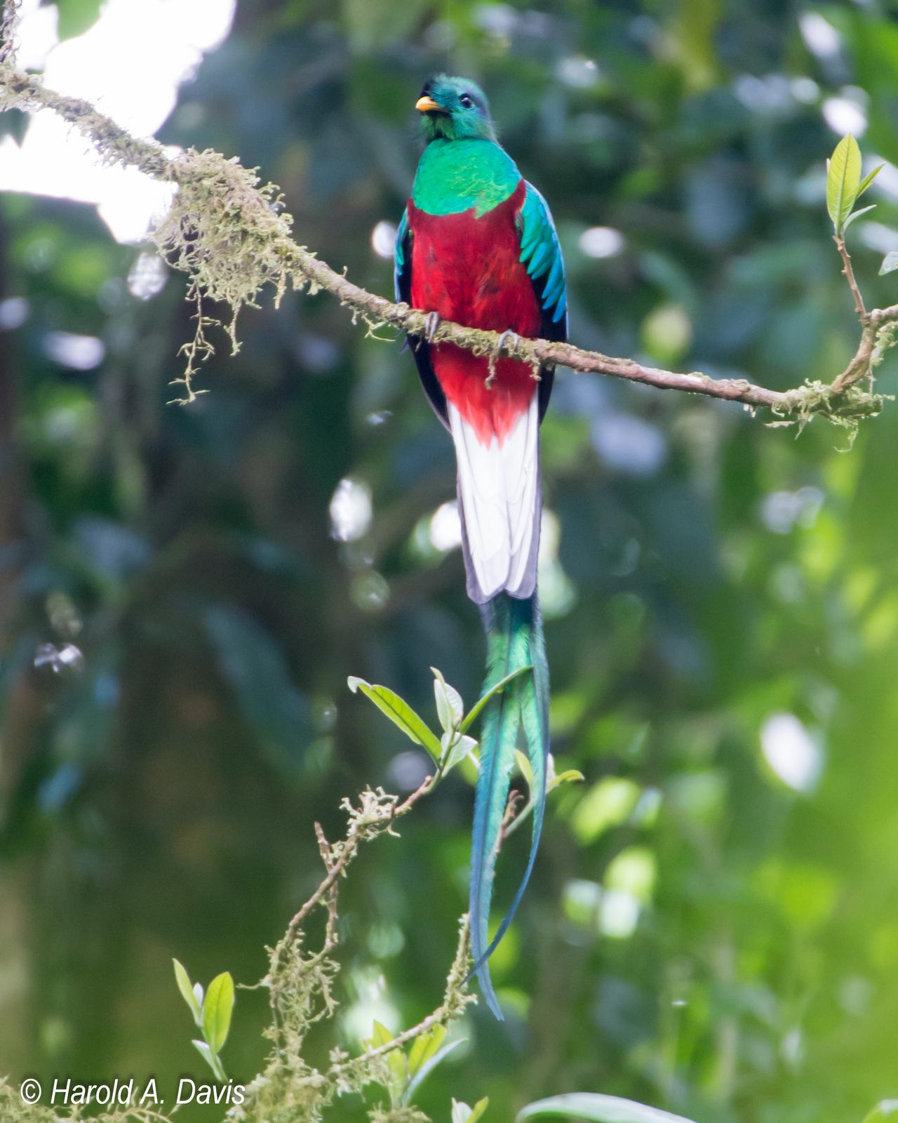 Resplendent Quetzal Photo by Harold Davis