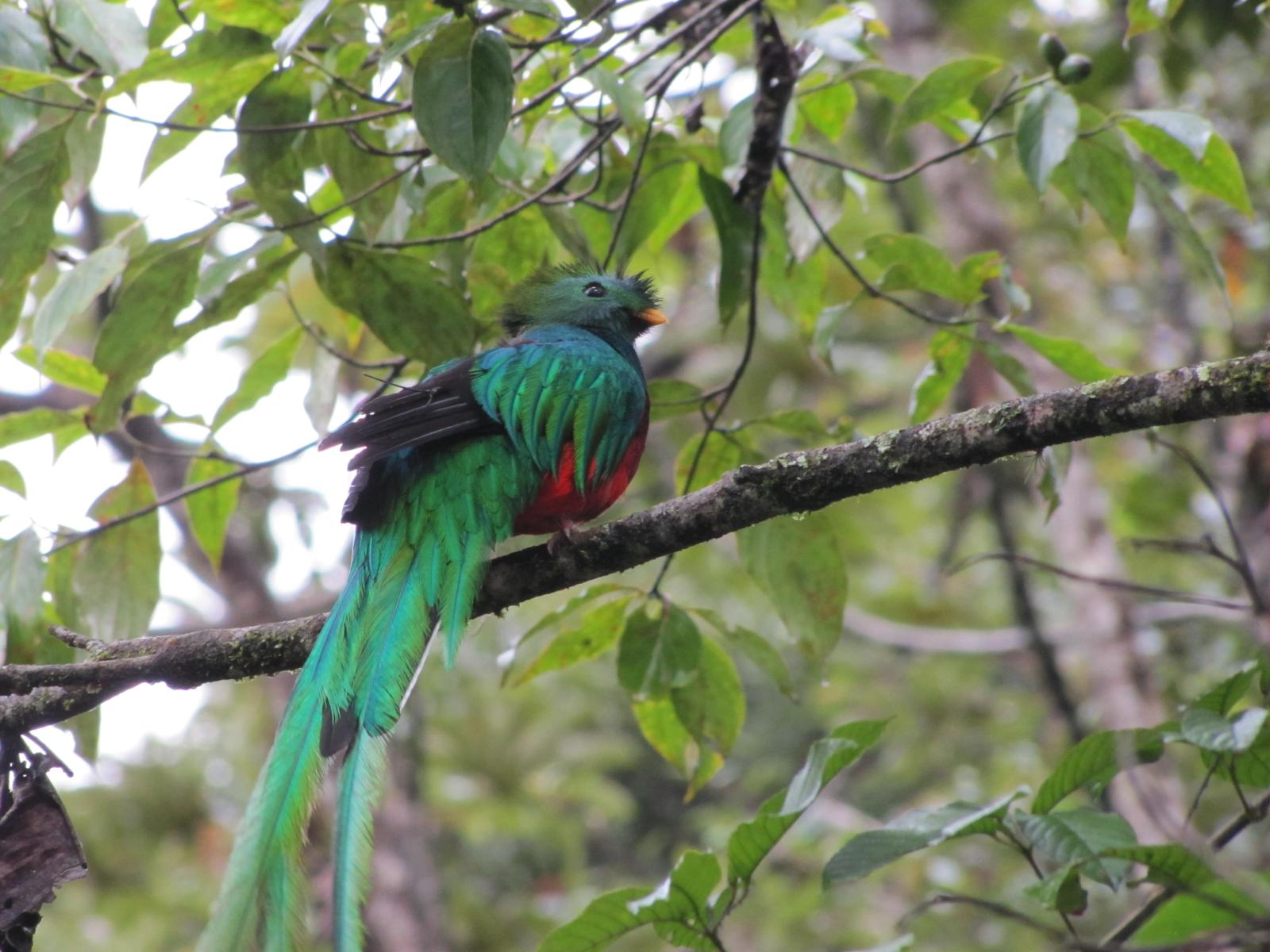 Resplendent Quetzal Photo by Jeff Harding