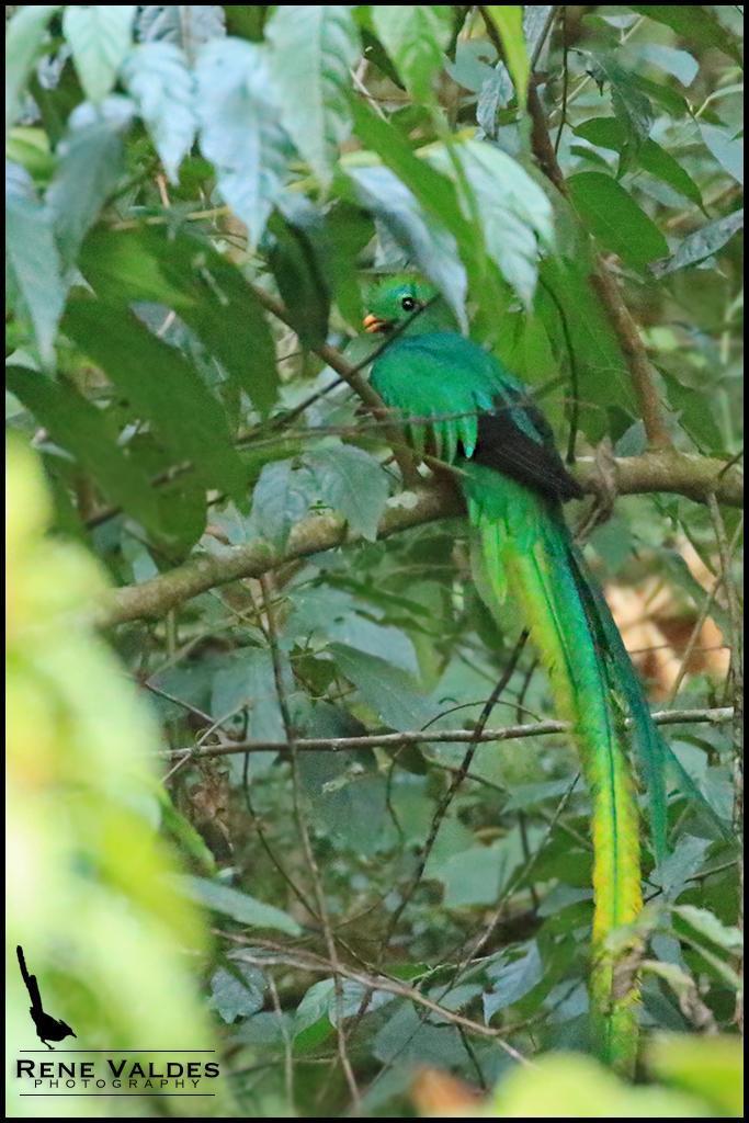 Resplendent Quetzal Photo by Rene Valdes
