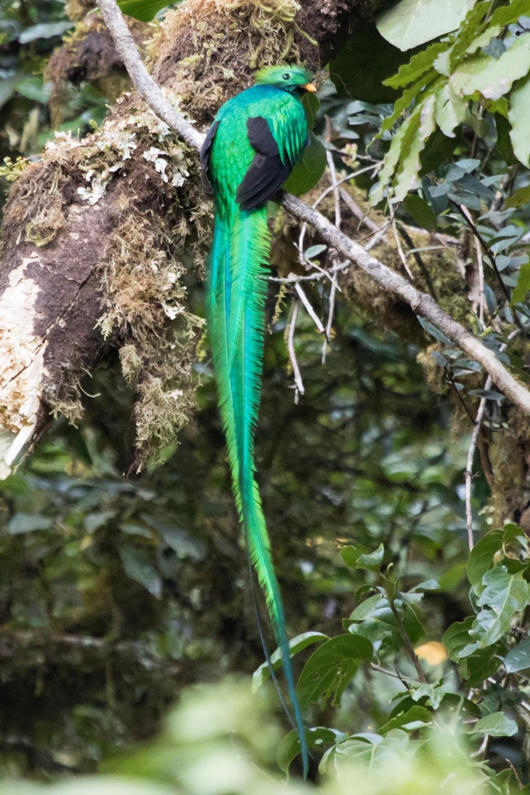 Resplendent Quetzal Photo by Ashley Bradford