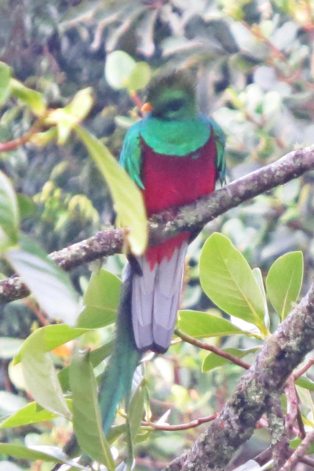 Resplendent Quetzal Photo by Enid Bachman