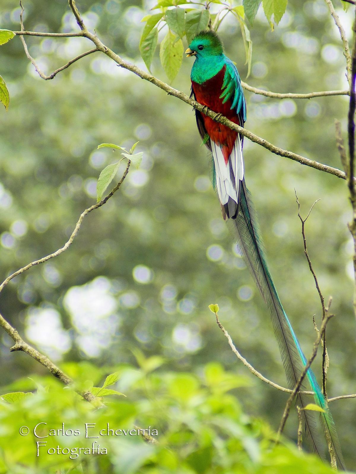 Resplendent Quetzal (Guatemalan) Photo by Carlos Echeverría