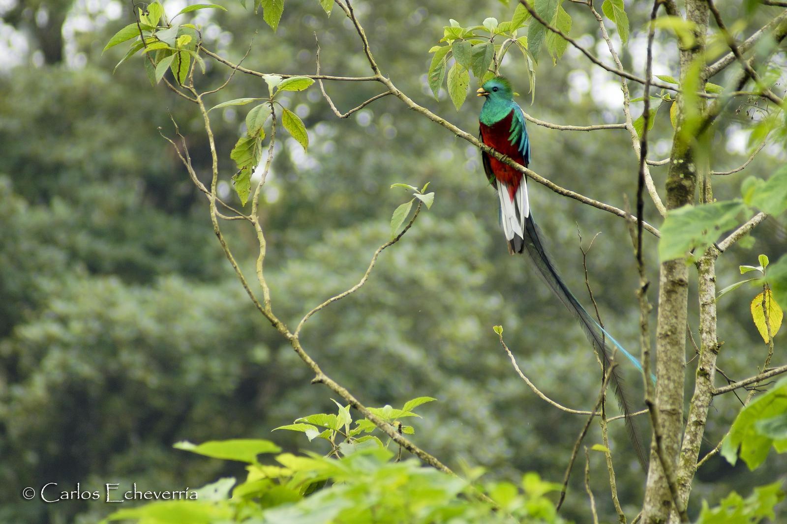 Resplendent Quetzal (Guatemalan) Photo by Carlos Echeverría
