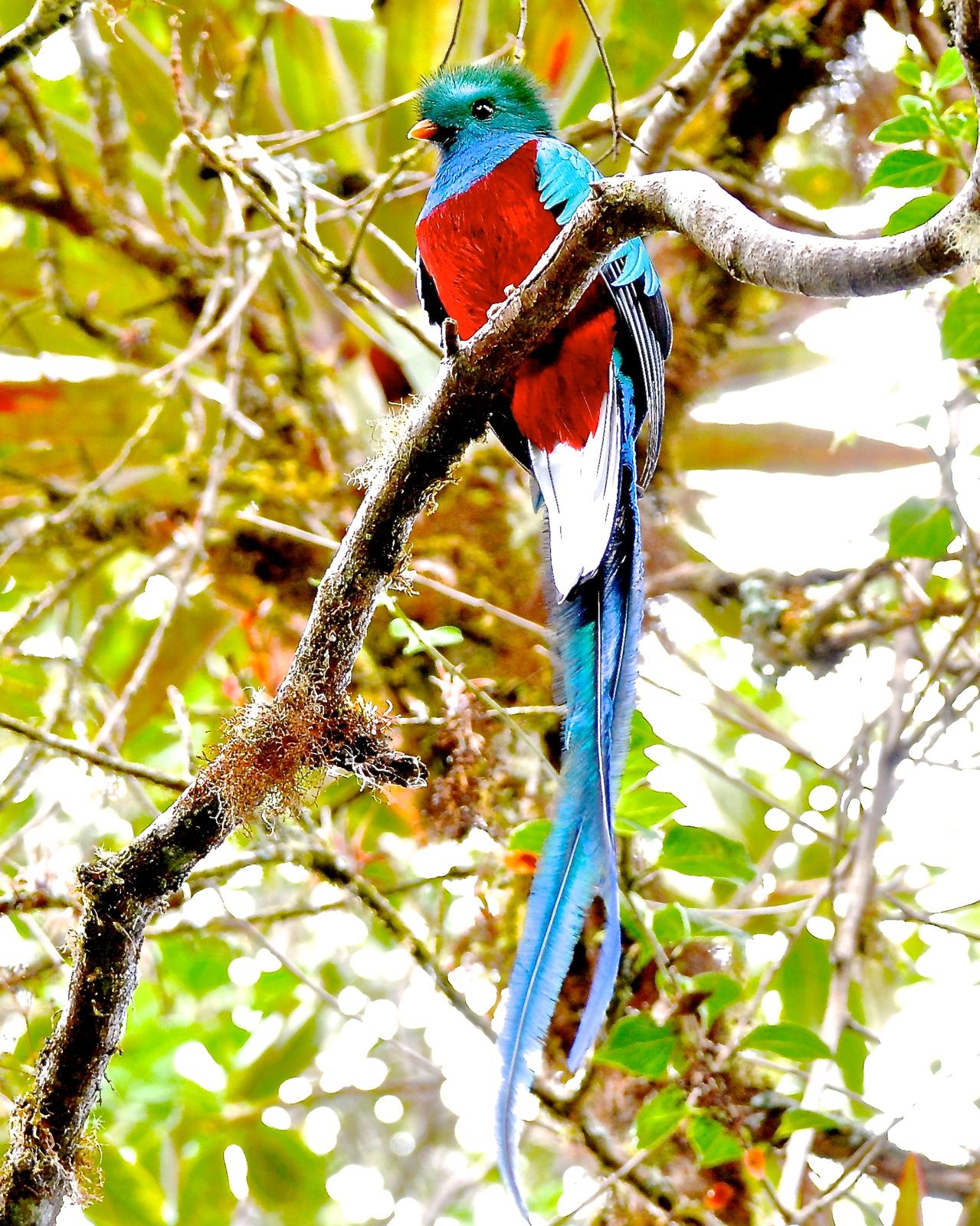 Resplendent Quetzal (Costa Rican) Photo by Gerald Friesen