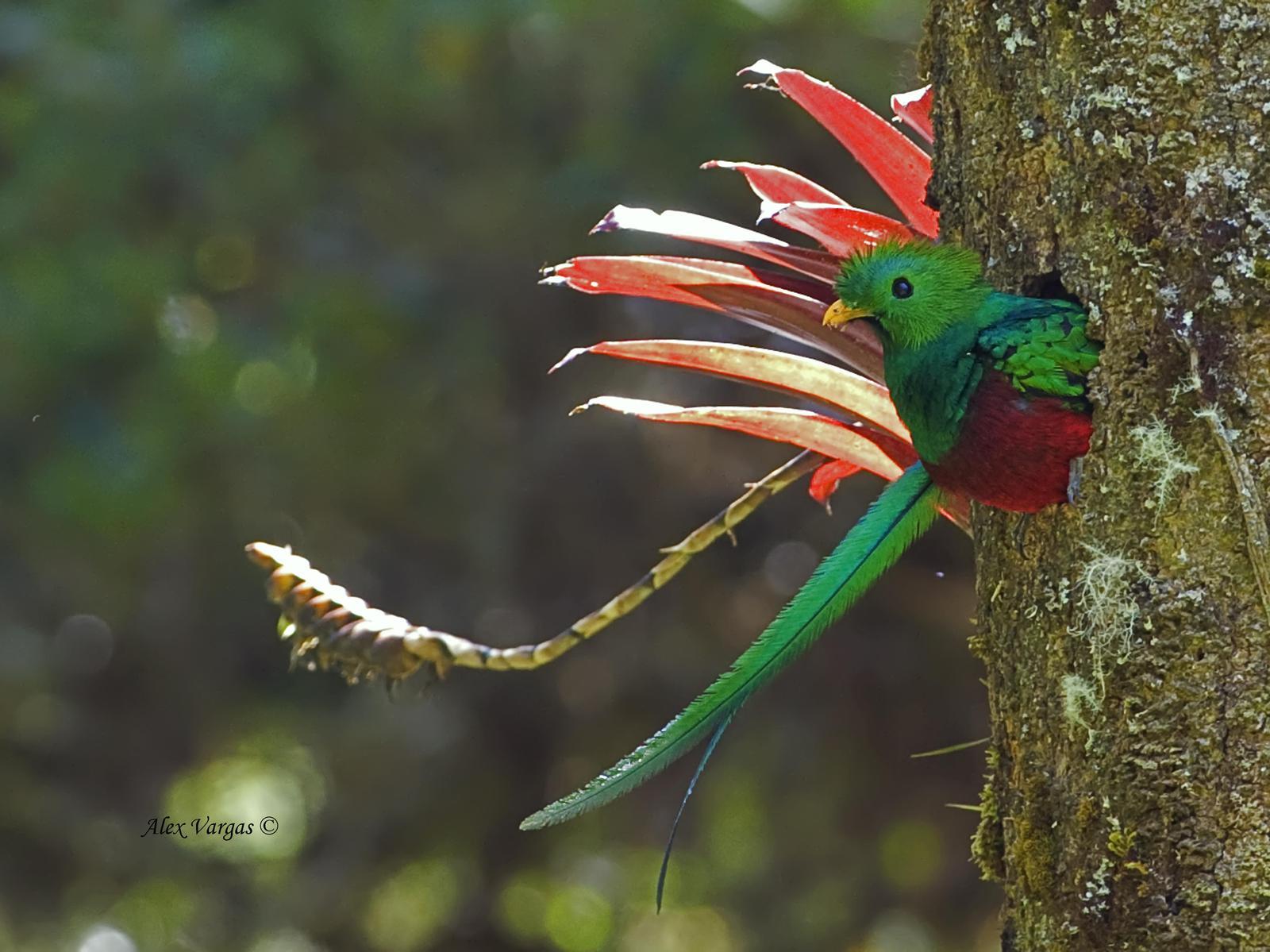 Resplendent Quetzal (Costa Rican) Photo by Alex Vargas