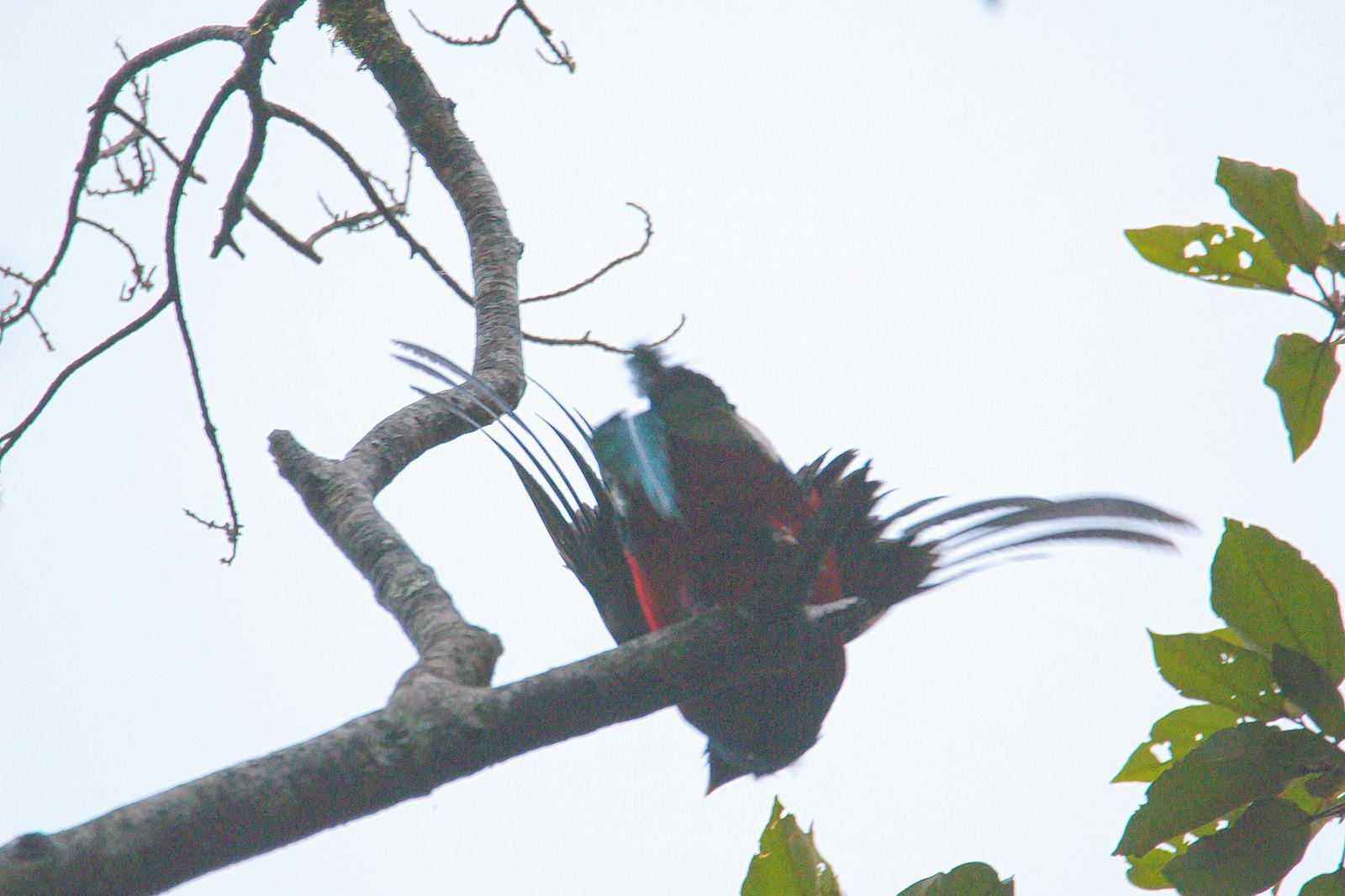 Resplendent Quetzal (Costa Rican) Photo by Dan Tallman