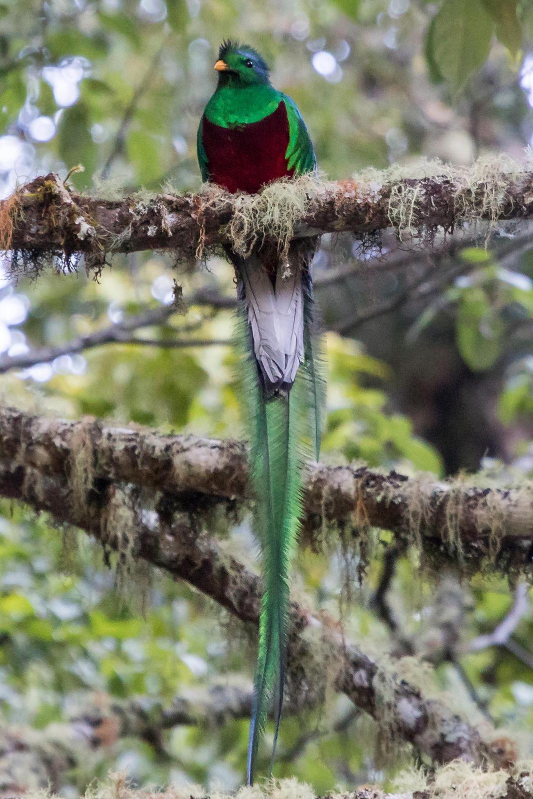 Resplendent Quetzal (Costa Rican) Photo by Ashley Bradford