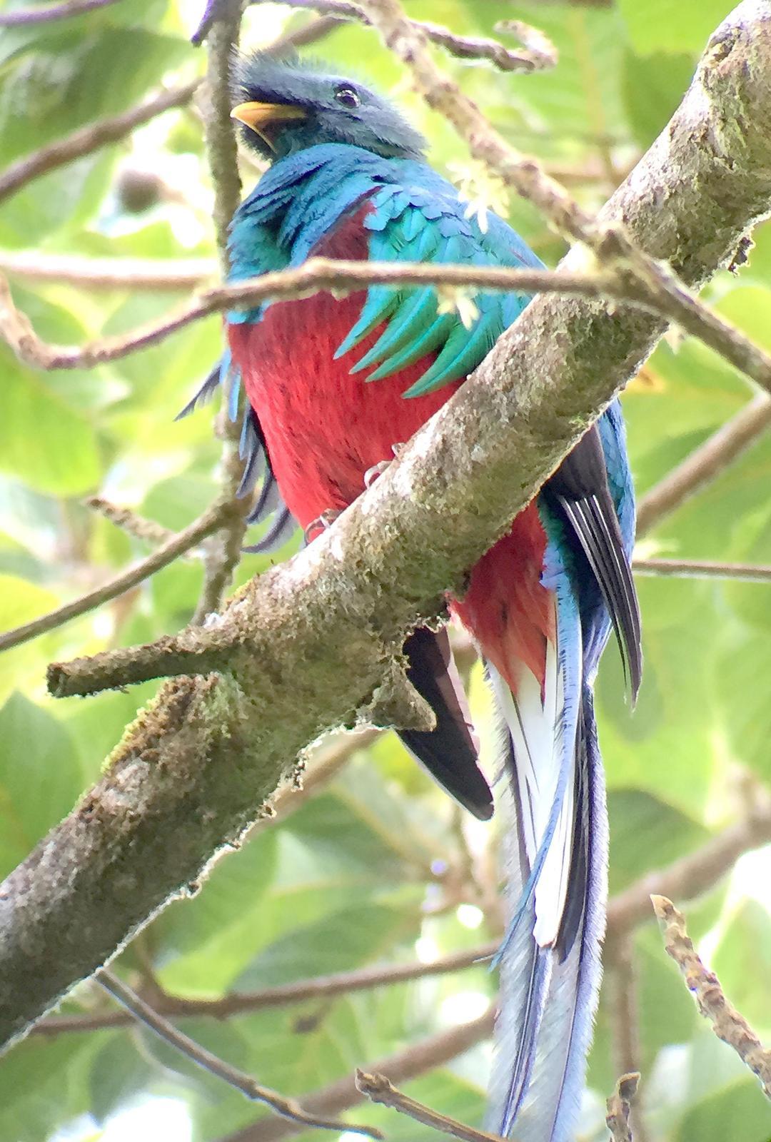 Resplendent Quetzal (Costa Rican) Photo by Mark Rozmarynowycz