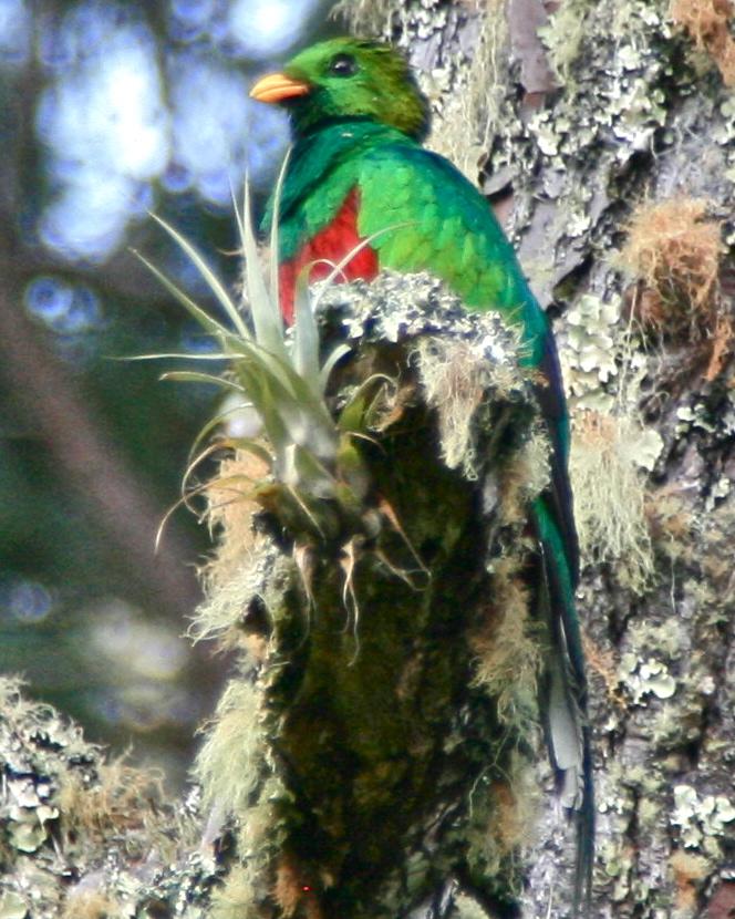 White-tipped Quetzal Photo by Oscar Johnson